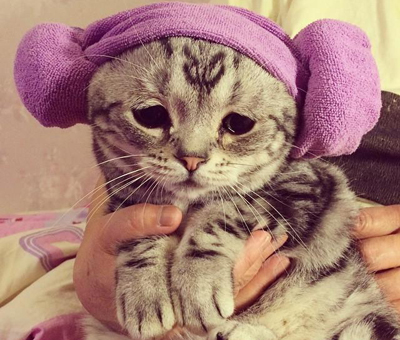 猫咪3.jpg