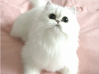 1461045775750118.png 波斯猫咪.png