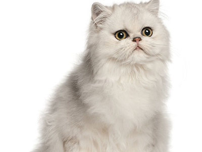 波斯猫2.jpg