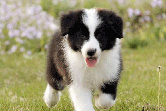 1517905660308291.gif kljjjuo.gif